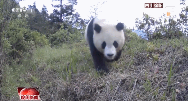 多种珍稀野生动物频繁亮相