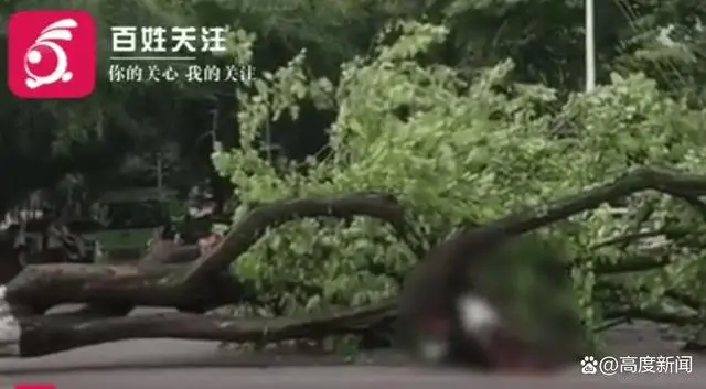 广西大学大树倾倒一教师被砸身亡，或者与树底部被白蚁侵蚀无关