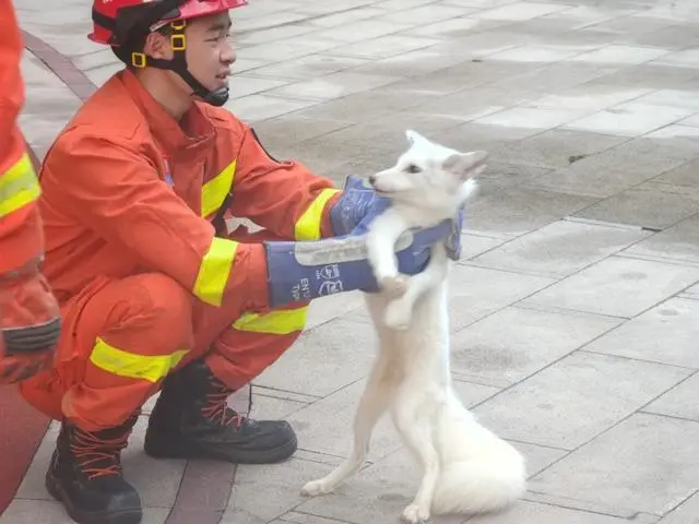 杭州闹市小区里惊现白狐，消防员抓它时还被咬了一口