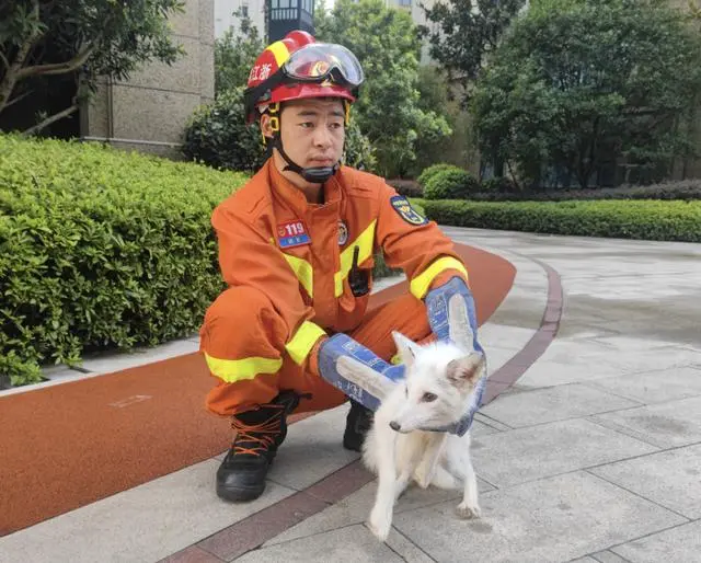 杭州闹市小区里惊现白狐，消防员抓它时还被咬了一口