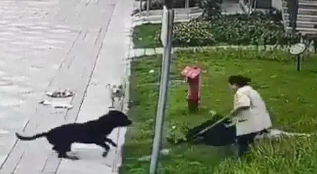 中国最大罗威纳犬舍遭网友攻击