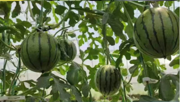 郑州一村庄吊瓜滞销邮政开启直播社区团为农户打开销路