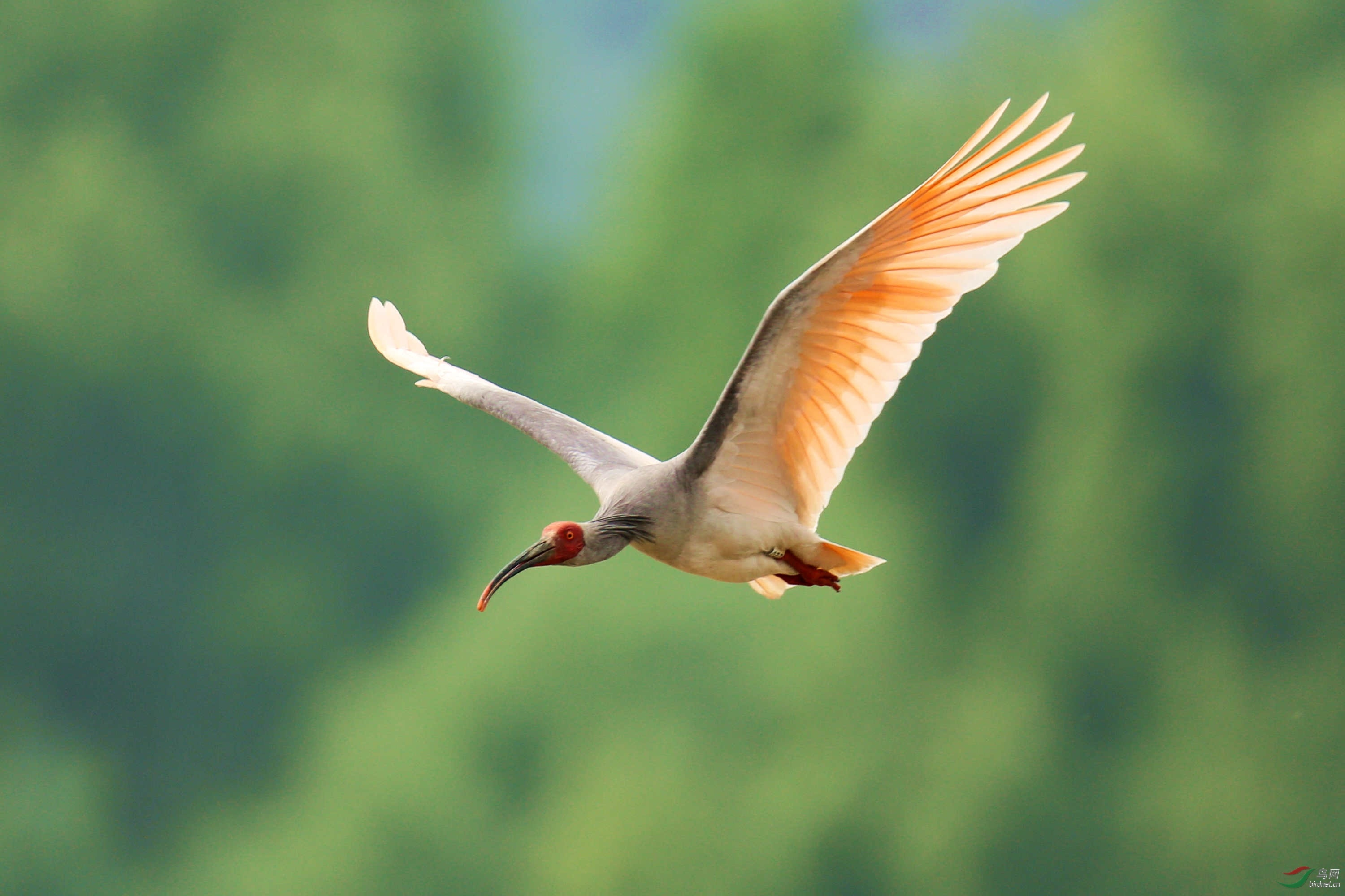 河南罗山董寨朱鹮在光山县成功繁殖