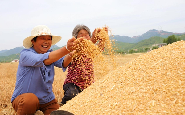 驻马店麦浪翻滚满目金黄夏粮丰收在望