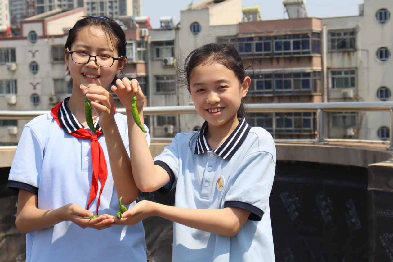 郑州这些小学生们用采摘分享劳动最美的样子