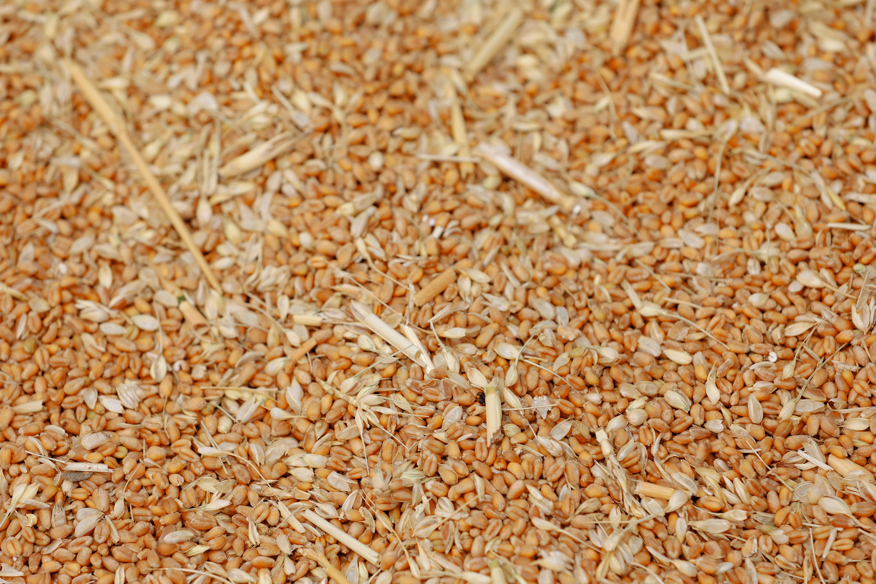 信阳市平桥区风吹麦浪颗粒归仓