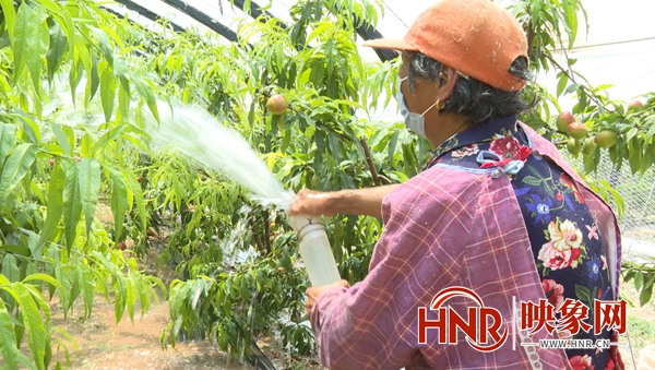 柘城:大棚油桃抢“鲜”上市 成就村民甜蜜事业