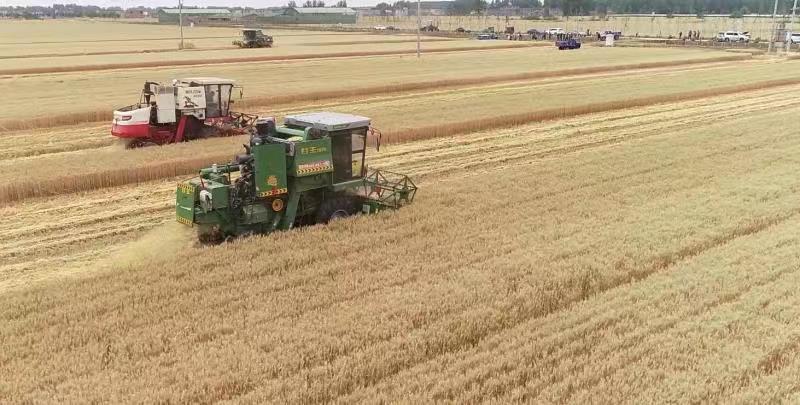 截至5月30日17时 河南已收获小麦1668万亩