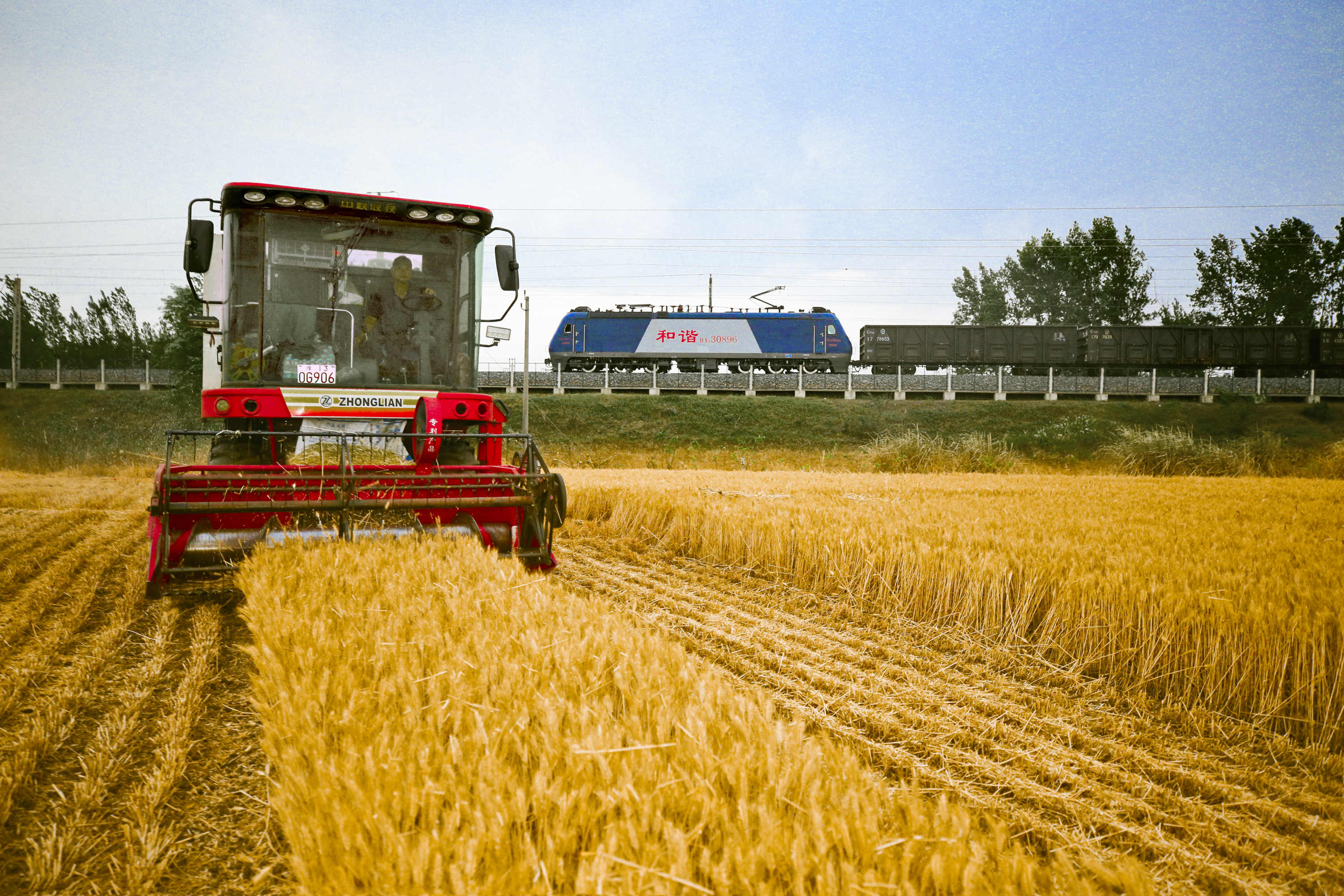 南阳:"黄金麦田"丰收忙-大象网