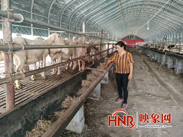 汝南县农村妇女丛霞：“胡羊”养殖走上致富路