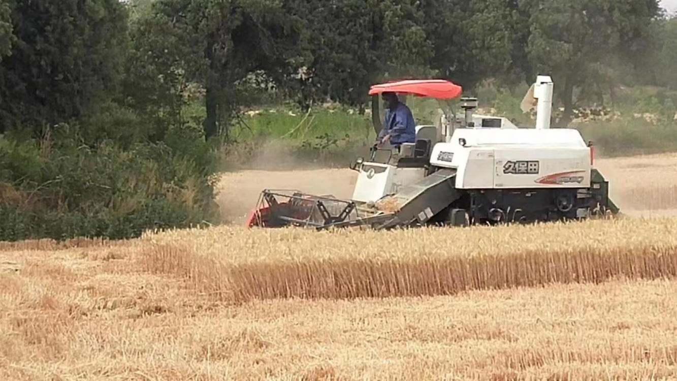 鹤壁市鹤山区鹤壁集镇2.5万亩小麦喜迎丰收季