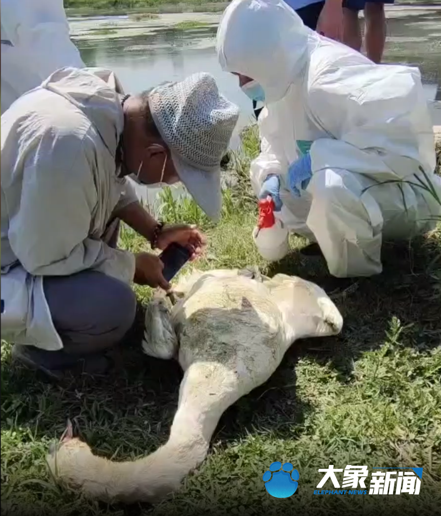 多种细菌混合感染 郑州疣鼻天鹅“贾园长”死亡原因确定