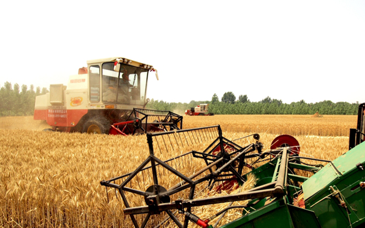 河南多个小麦新品种最高亩产破900公斤 丰产背后你可知麦种更新多少代