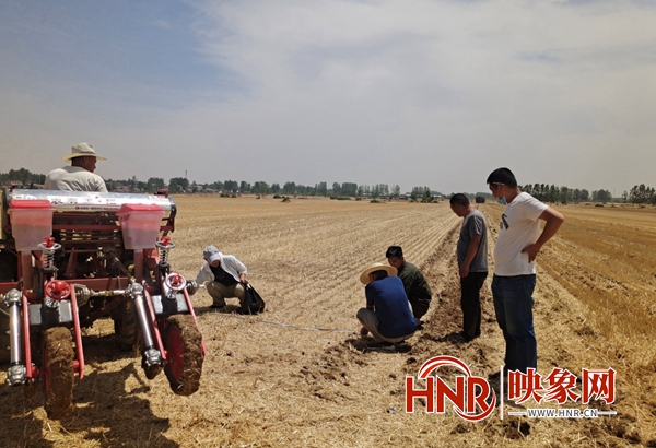 汝南县张楼镇：套种技术有技巧 大豆玉米复合种植也是宝