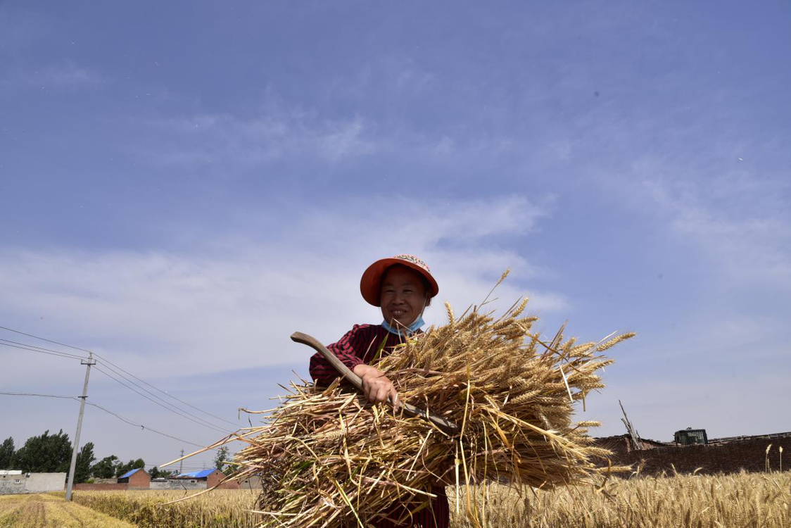 鹤壁开发区海河路街道：喜望丰年粮满仓 不误农时播种忙