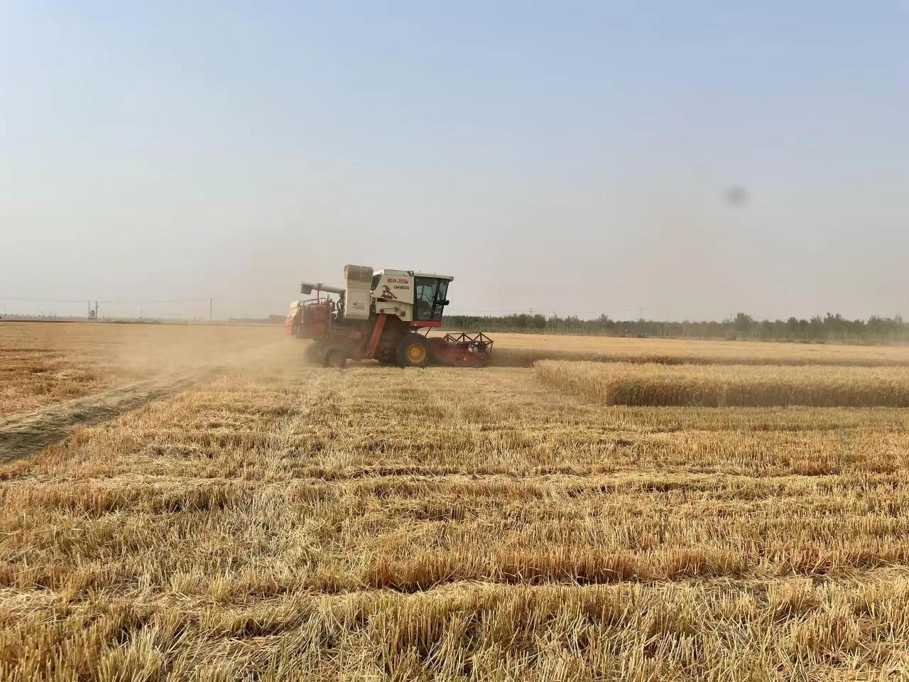 小麦机收率99.7% 河南省完成小麦收获面积8500多万亩