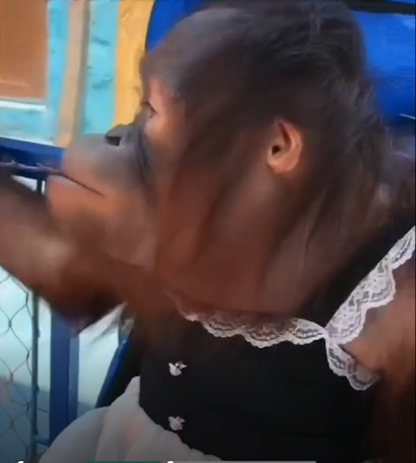 郑州银基动物王国回应直播间饲养员暴击猩猩面部 开除涉事人员 猩猩身体状况正常