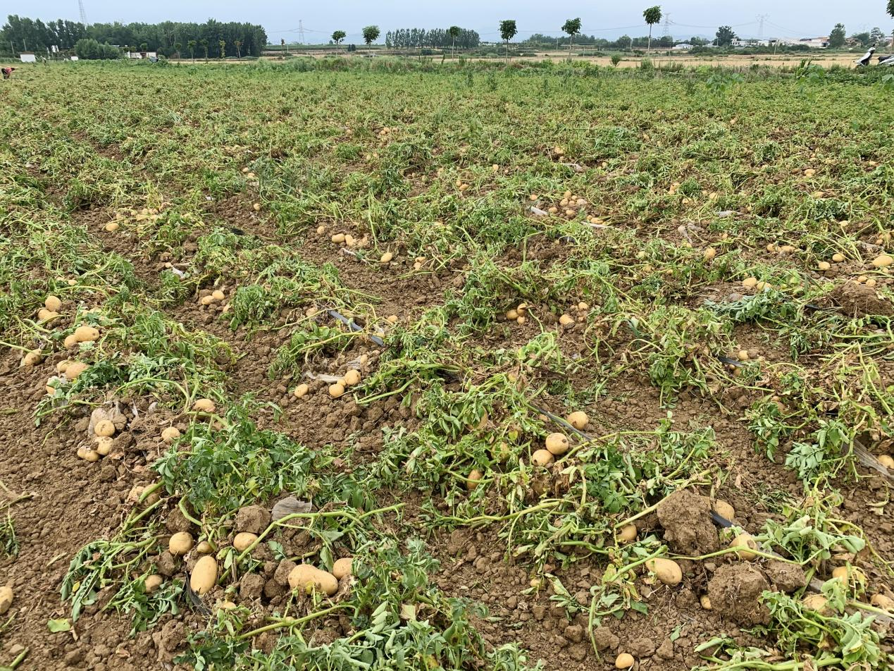 "常言说得好,一亩菜十亩田,有了这家伙(马铃薯收获机)我们收马铃薯更