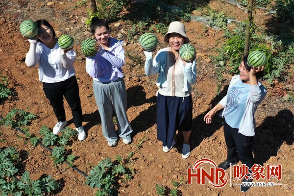 河南宝丰：林下瓜飘香 游客采摘忙