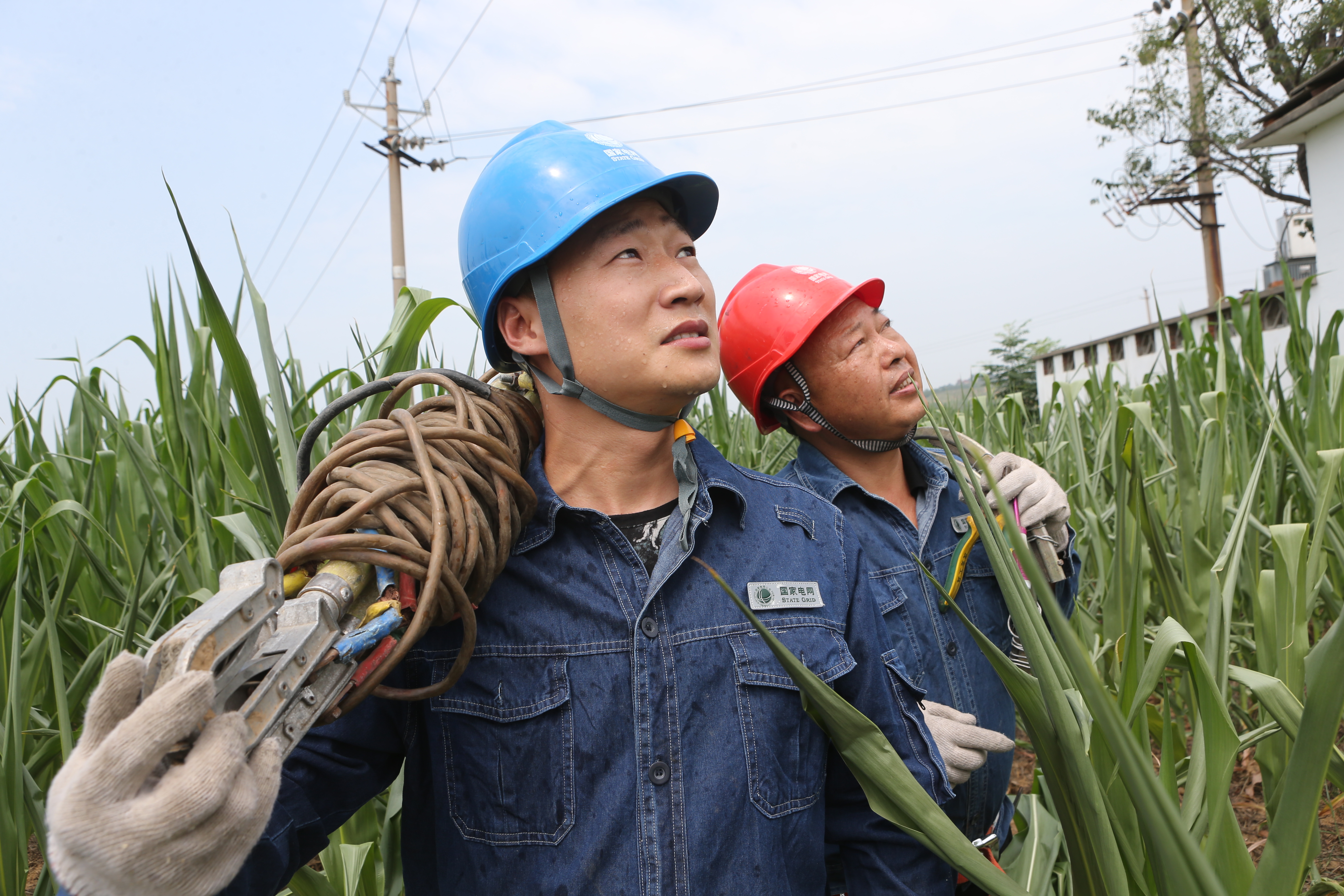 6月25日早上5点多,平顶山市高新区遵化镇汝坟桥村村民王军辉早早就起