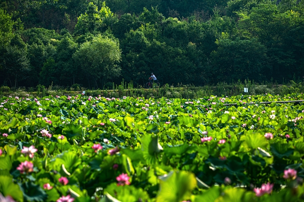 信阳市平桥区郝堂村夏日荷花迎客来