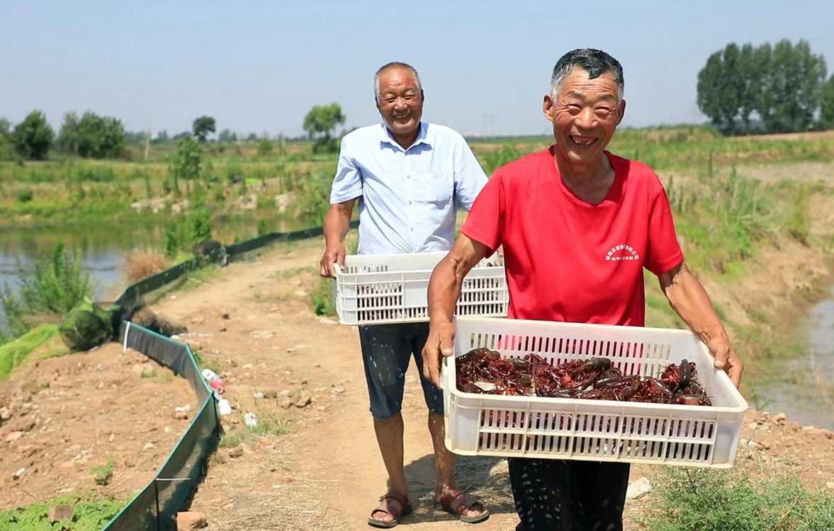 叶县姜庄小龙虾 增收致富顶呱呱