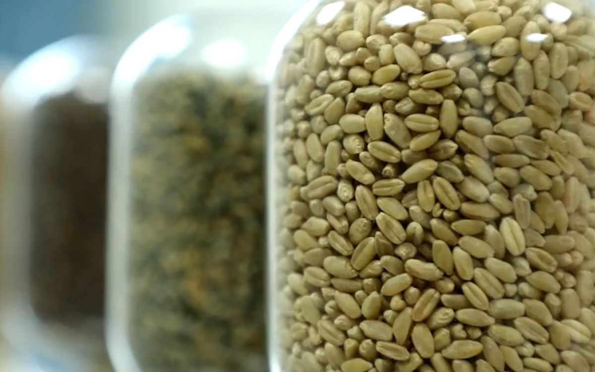 国家生物育种产业创新中心小麦新品种签约