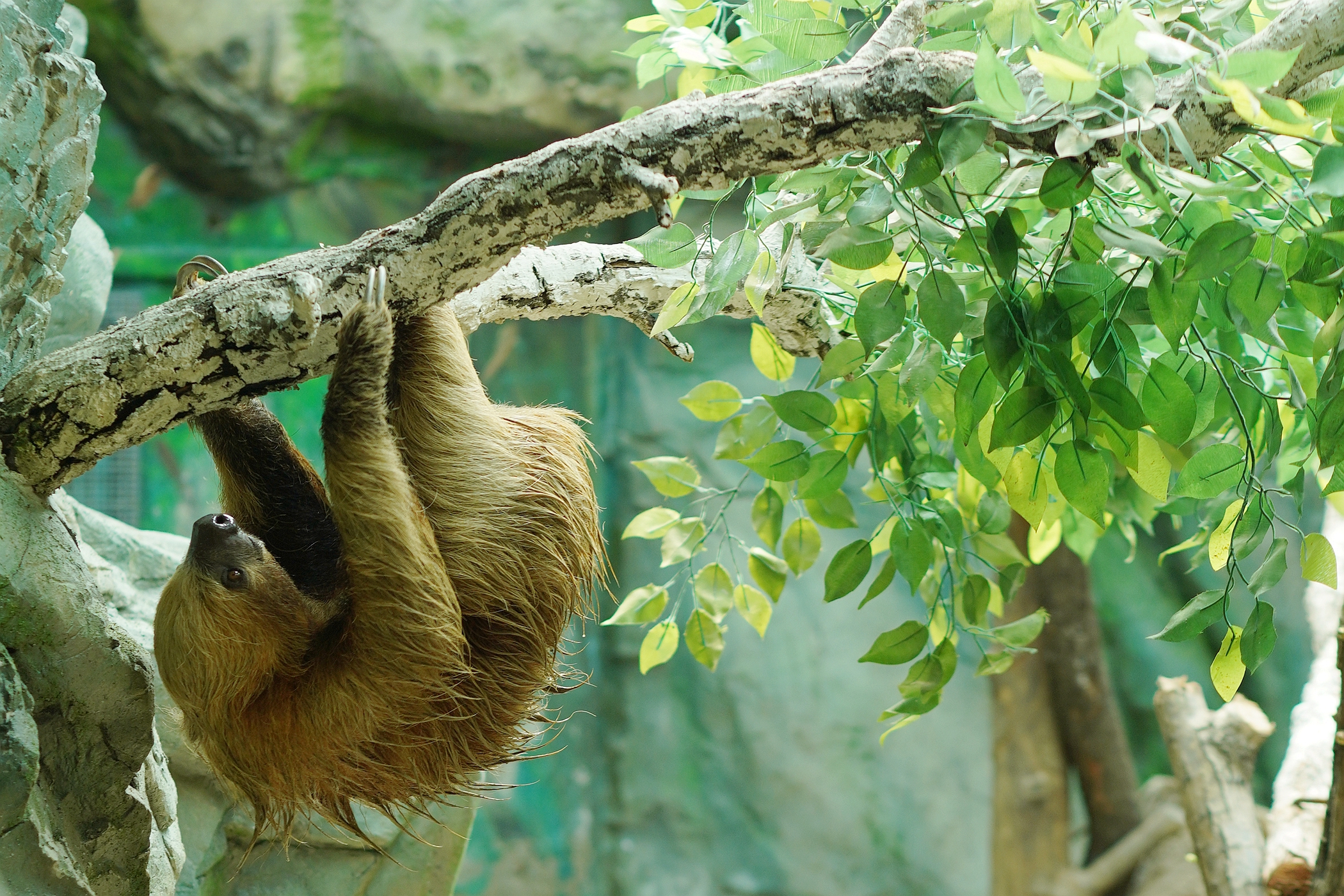 郑州动物园新动物入驻 快来围观你们的“闪电”树懒
