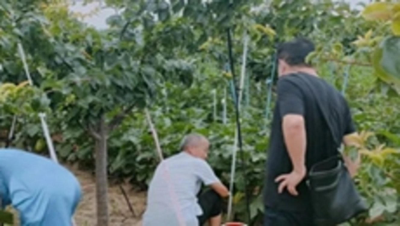 漯河退休干部到青年镇调研“和茄”种植情况