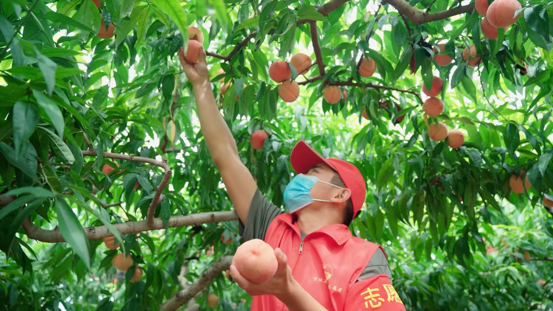 商丘宁陵县：隔离不耽误农事 乔楼乡323名爱心志愿者帮助农民采摘、销售农产品