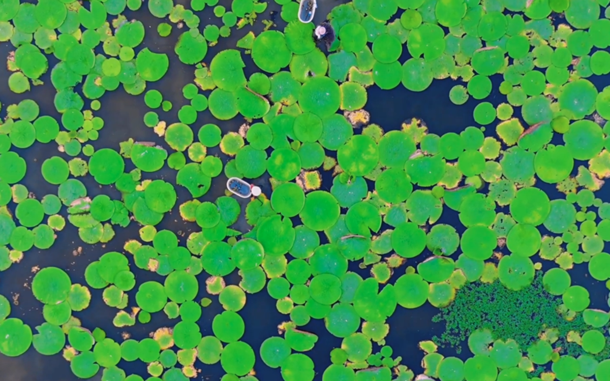 河南：处暑时节农事忙