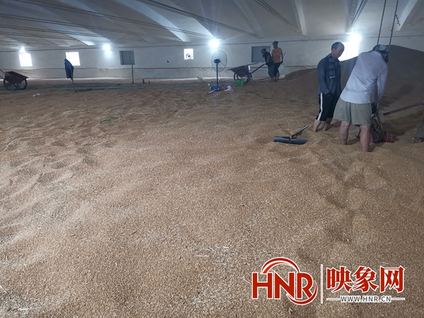 今年鲁山县县级储备粮共计轮换3874吨、新增6000吨
