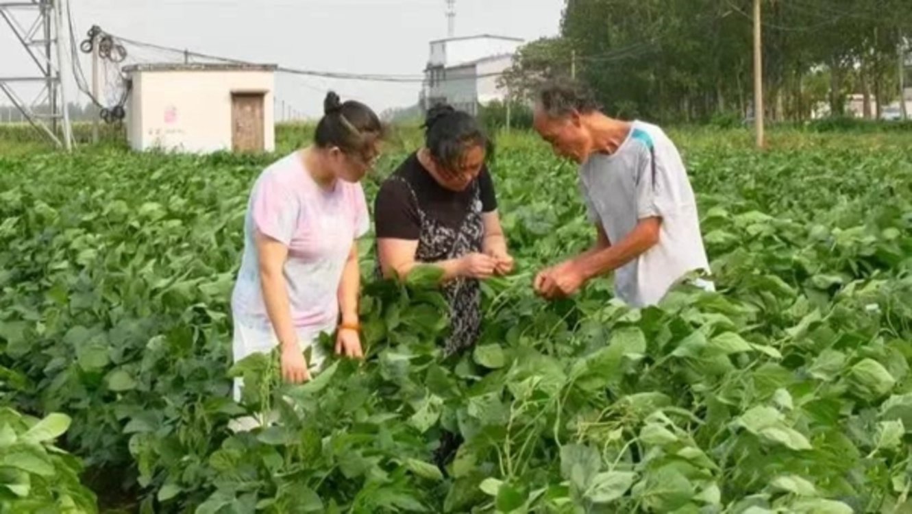 非凡十年 出彩许昌|襄城农业的十年蝶变与跨越历程