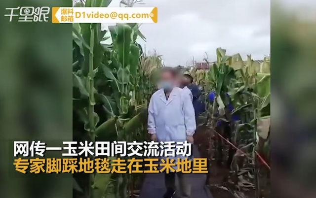 專家踩地毯觀摩玉米地?承辦方回應