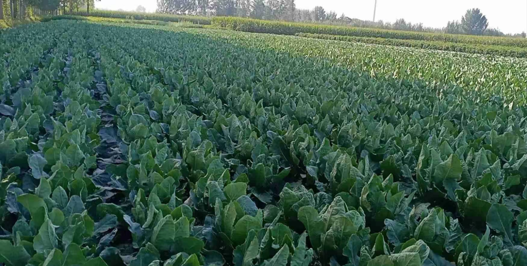 首页>开封>正文>9月6日,走进尉氏县永兴镇白潭村的蔬菜种植基地里,有