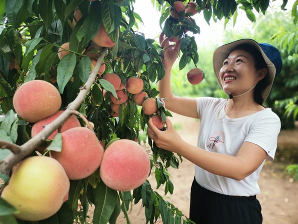 非凡十年 出彩许昌| 许昌市建安区：从脱贫攻坚 到乡村振兴