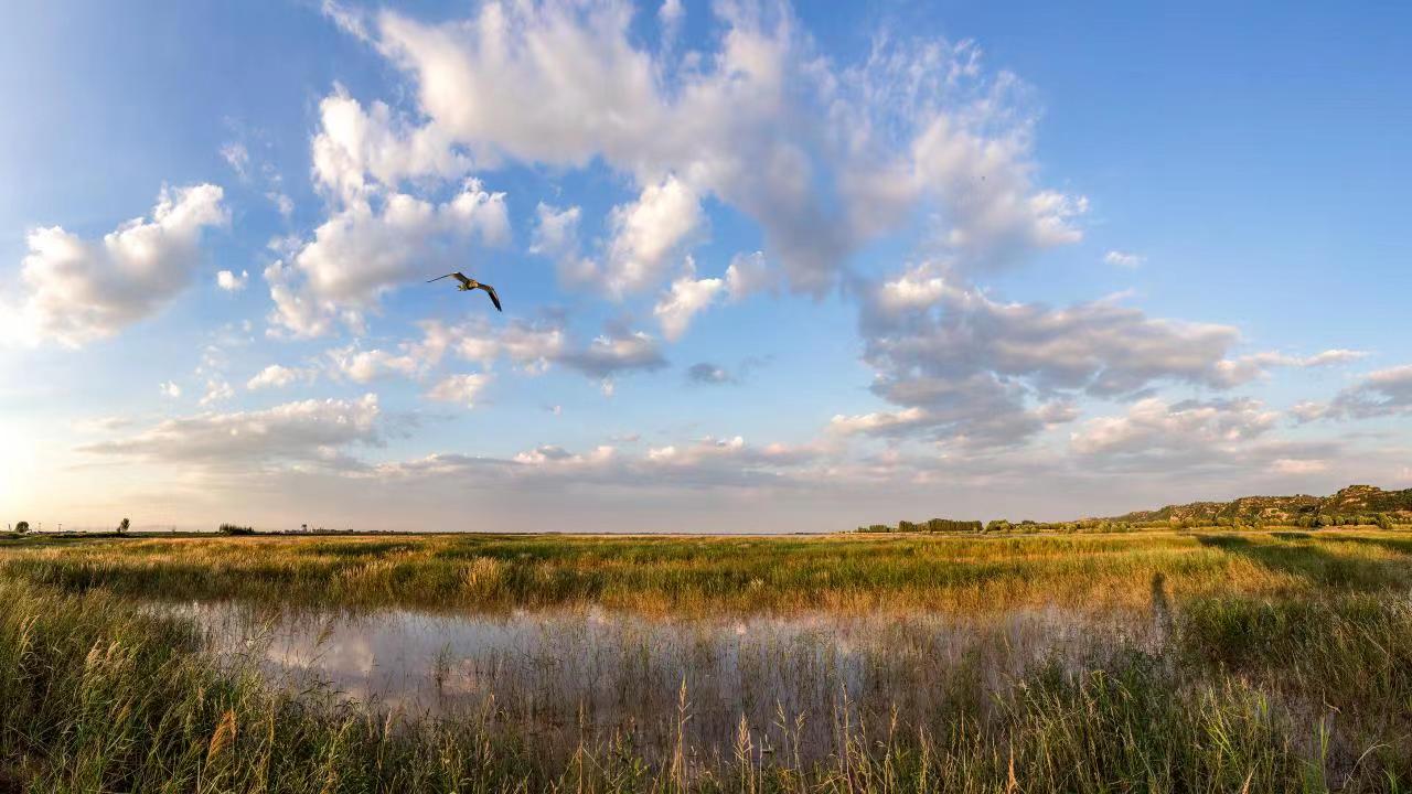 孟州生态修复出重拳黄河湿地展新颜