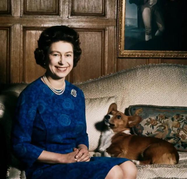 英女王逝世，她留下的一群柯基犬怎么办？