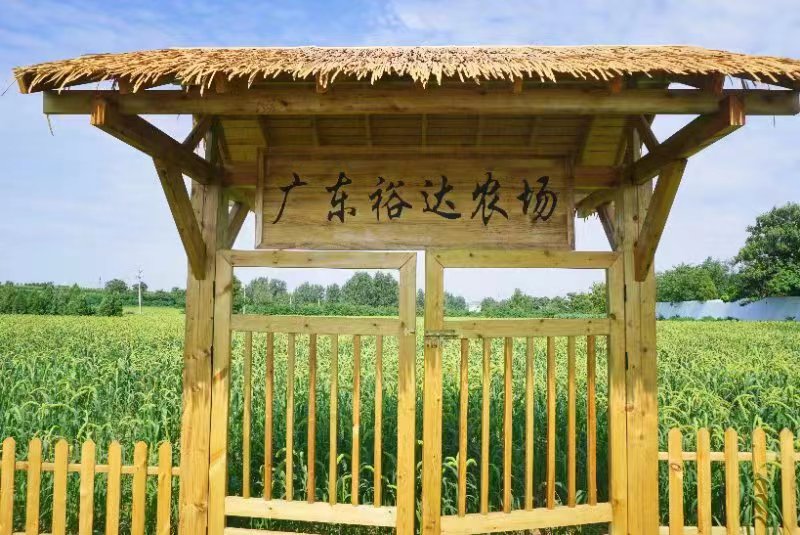 伊川县吕店镇当个谷子地主你会笑弯了腰