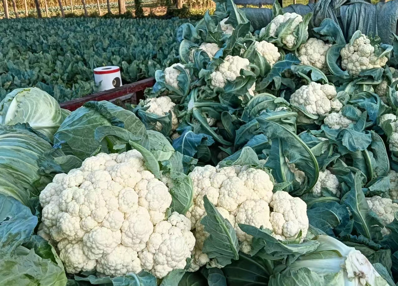 走进尉氏县永兴镇白潭村的蔬菜种植基地里,只见一颗颗鲜嫩的花菜,饱满