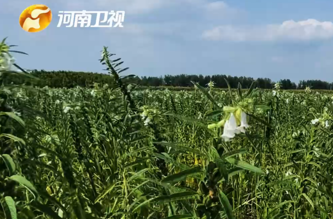 项目为王干出彩,农业迈向高质量,三产融合谋新篇