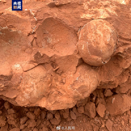 江西武宁发现恐龙蛋化石