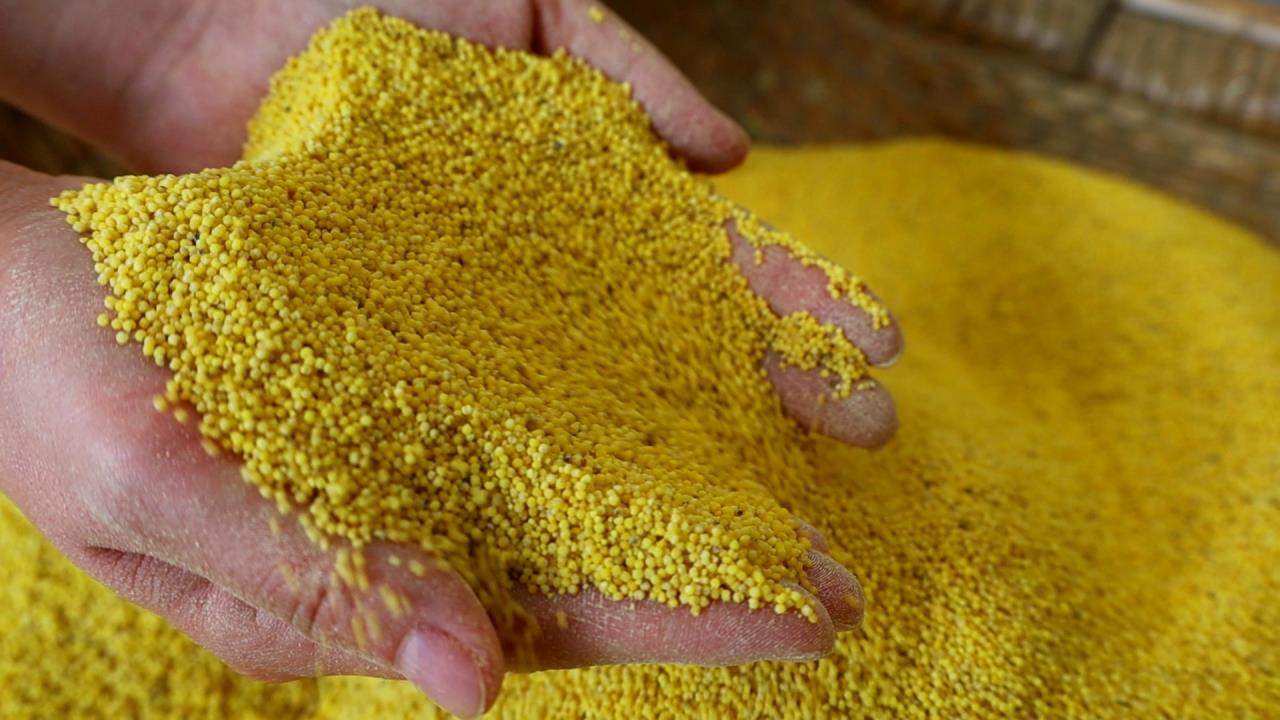 谷穗弯弯美如画卫辉山小米家门口俏销