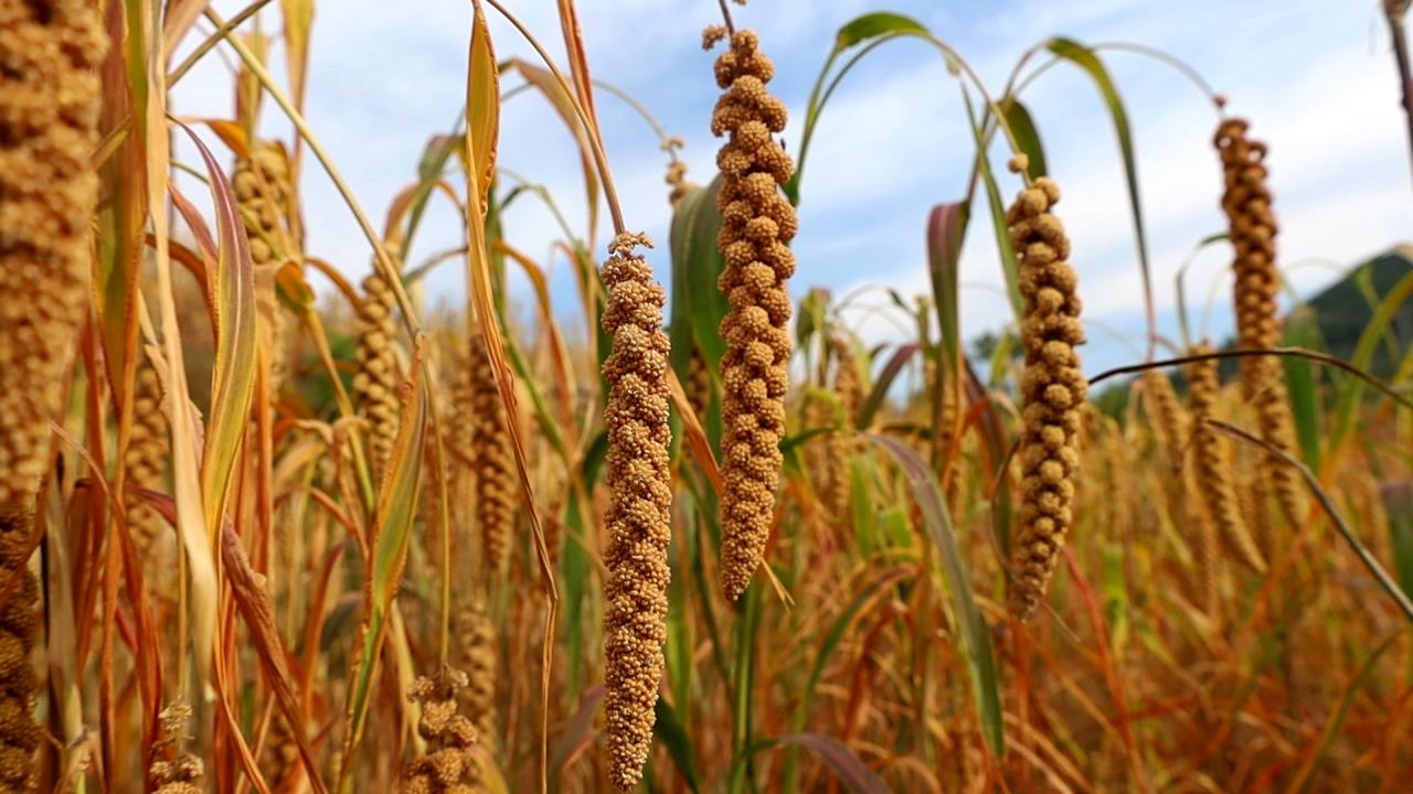 谷穗弯弯美如画卫辉山小米家门口俏销