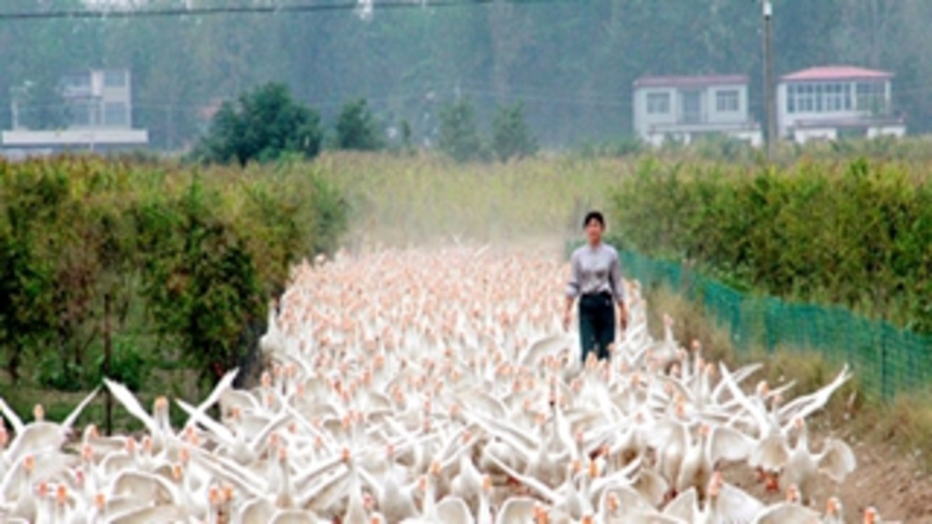乡村振兴看新蔡系列之企业篇——万只白鹅向天歌 循环农业富乡村