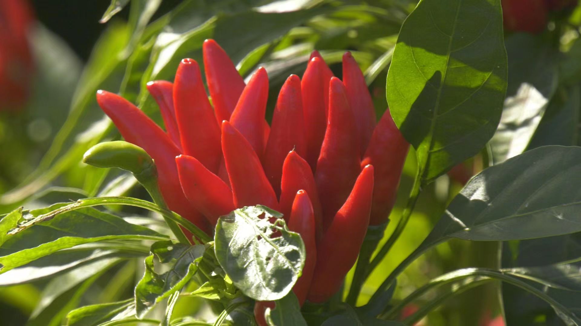 郏县火红小辣椒红火好日子