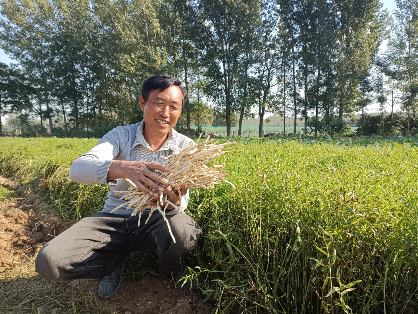 09:20:57来源:通许县融媒体中心《通许县咸平街道:"银条"蔬菜种植助农