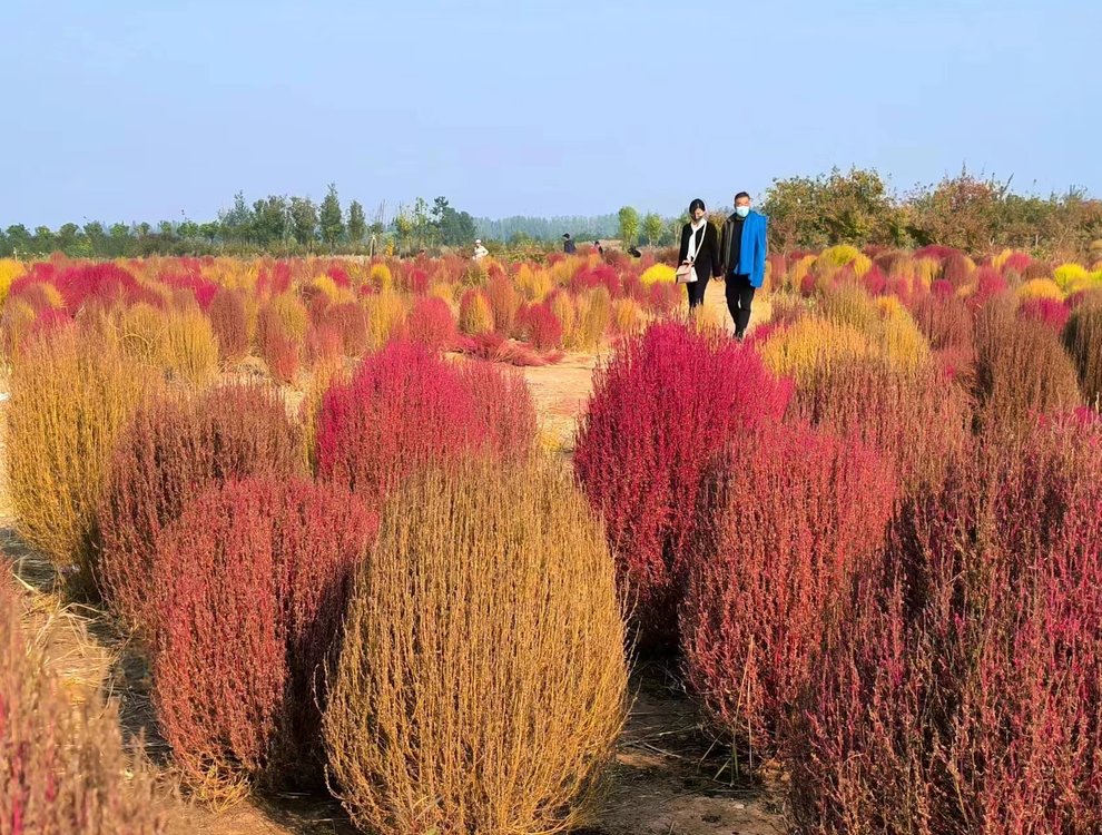 洛阳：诗经“在河之洲”处网红草点燃深秋热情 萌态可掬超级浪漫