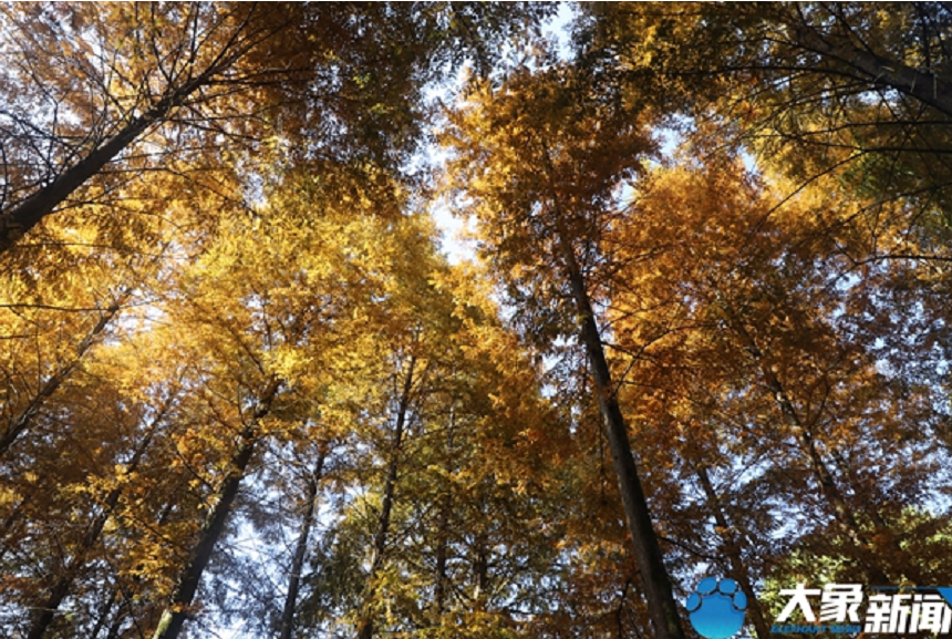 清晨 在信阳黄柏山邂逅最美的秋色