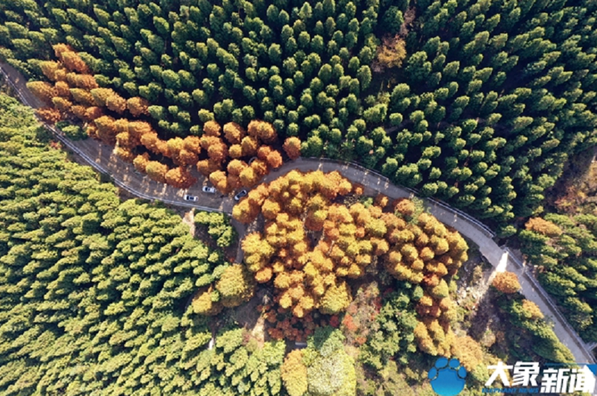 清晨 在信阳黄柏山邂逅最美的秋色